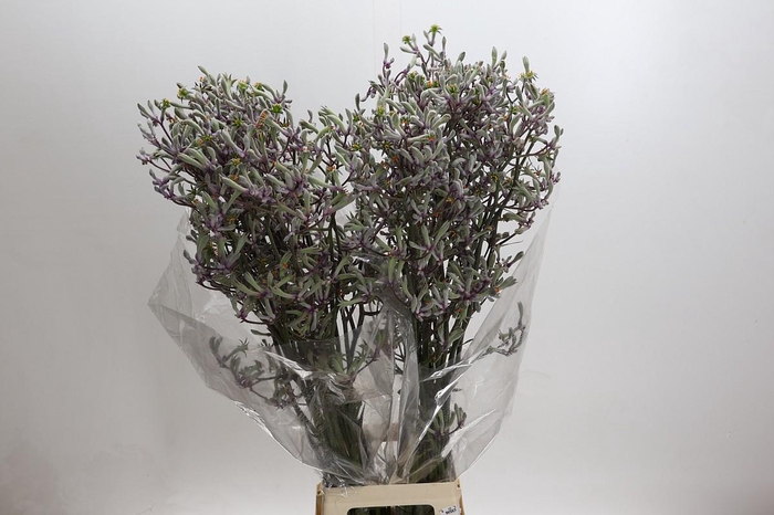 <h4>Anigozanthos Lilac Queen</h4>