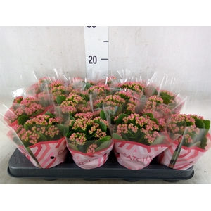 Kalanchoe blos. 'Garbo lilac'