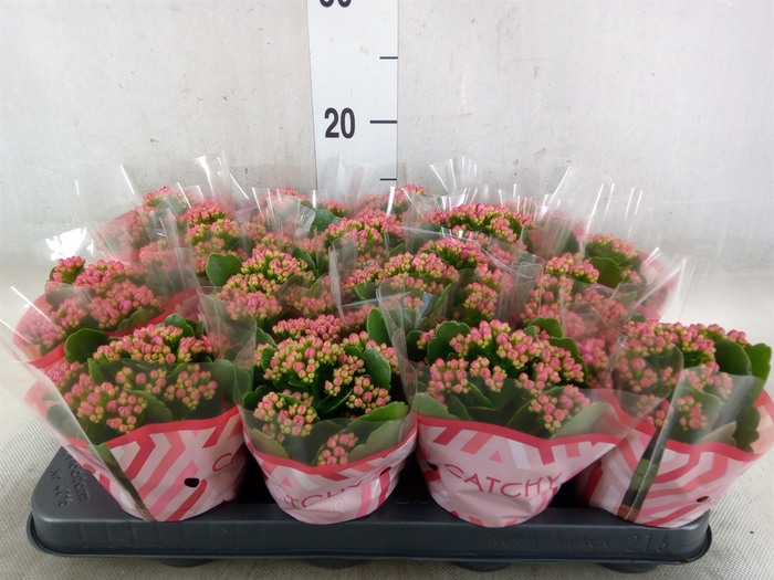 <h4>Kalanchoe blos. 'Garbo lilac'</h4>