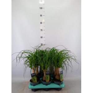 Beaucarnea recurvata