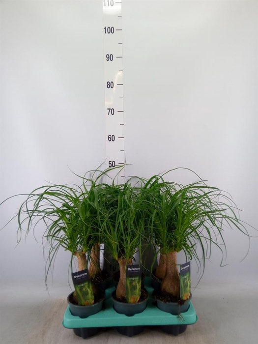 <h4>Beaucarnea recurvata</h4>