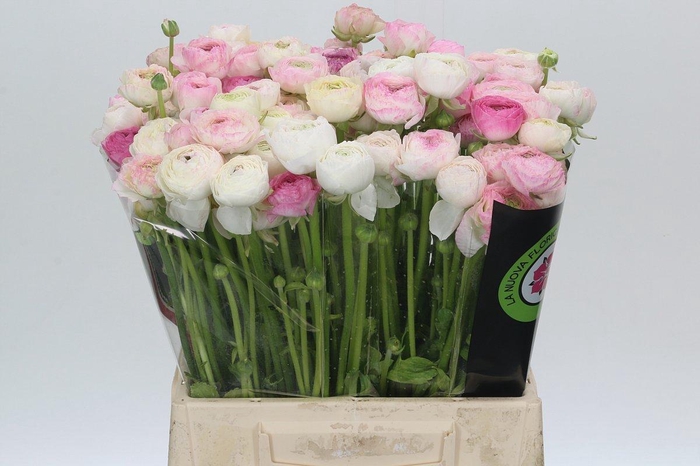 <h4>Ranunculus Cappucino Pink</h4>