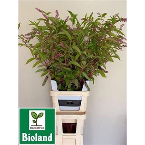 Phytolacca Americana P Stem 150cm