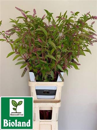 <h4>Phytolacca Americana P Stem 150cm</h4>