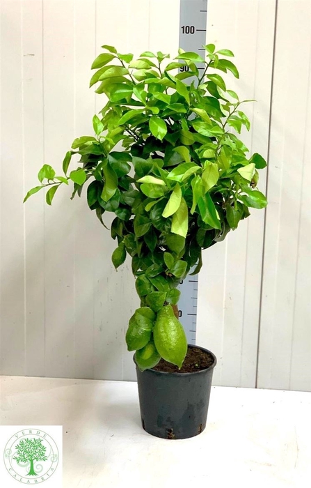 <h4>Citrus Limon Op Stam</h4>