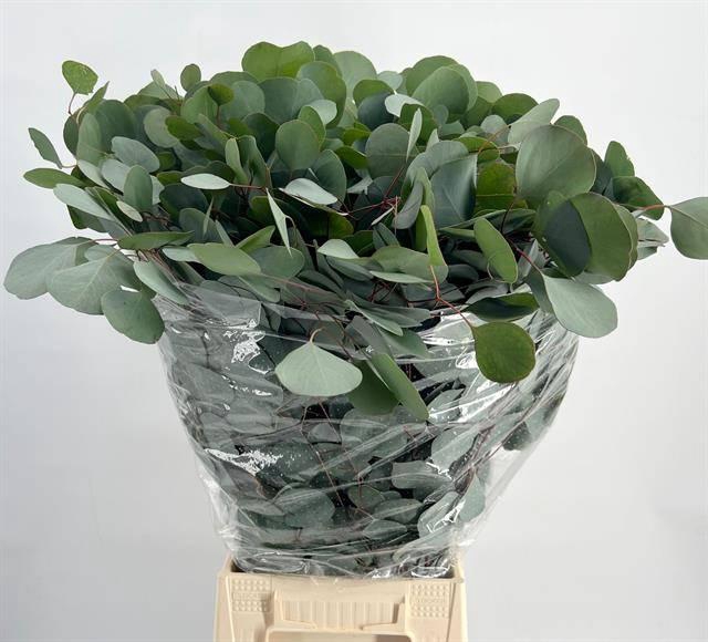 <h4>EUCA POPULUS ZONDER BES*</h4>