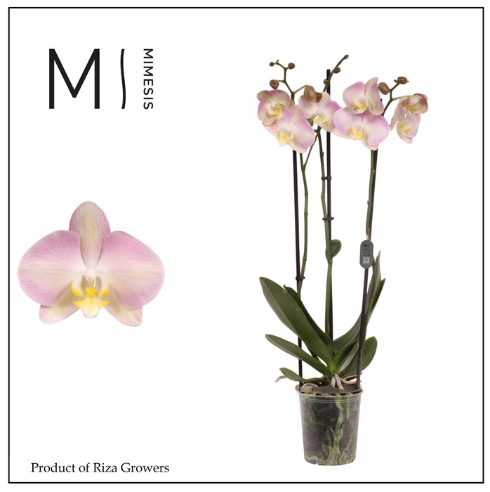 <h4>Mimesis Phal. Rainbow - 3 spike 12cm</h4>