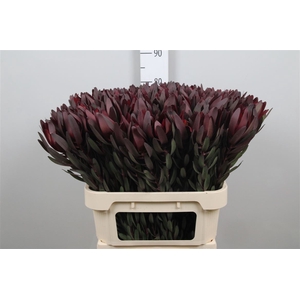 Leucad Saf Sunset Dark R.