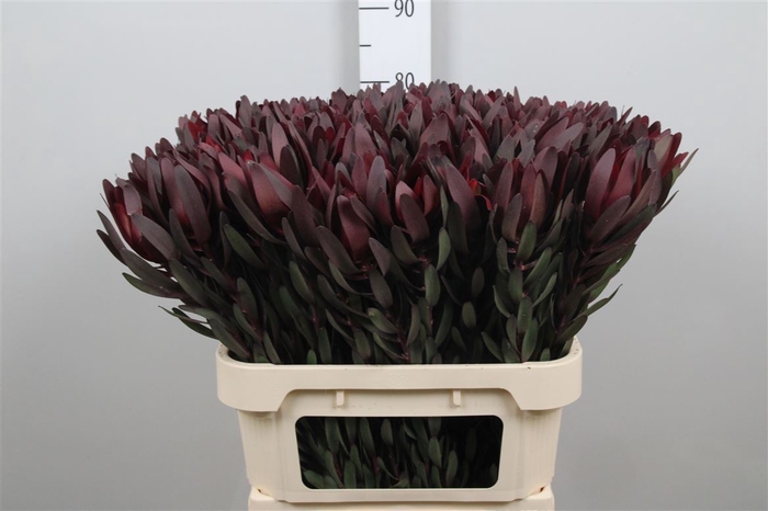 <h4>Leucad Saf Sunset Dark R.</h4>
