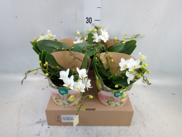 <h4>Phalaenopsis multi. 'Ant Nazare'</h4>