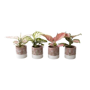 AGLAONEMA COMM. P6 L 65830