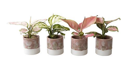 <h4>AGLAONEMA COMM. P6 L 65830</h4>