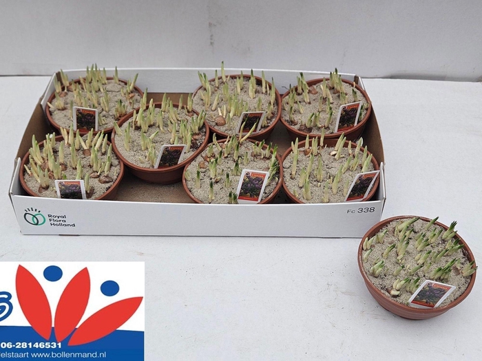 <h4>CROCUS REMEMBRANCE</h4>