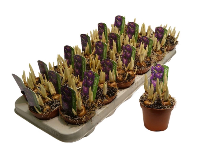 <h4>Crocus Blauw</h4>