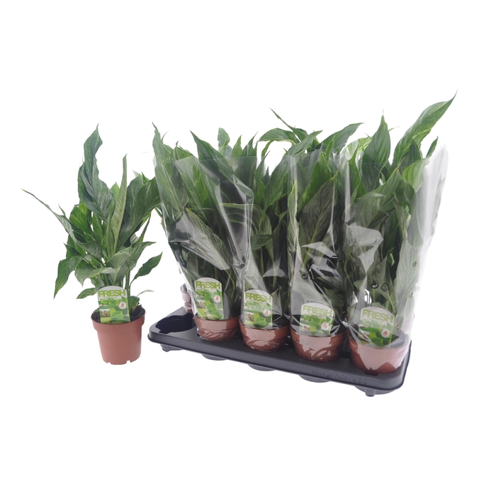 <h4>Spathiphyllum Diamond 12Ø 40cm</h4>