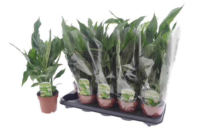 Spathiphyllum Diamond 12Ø 40cm