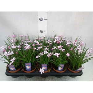 Rhodohypoxis   ...