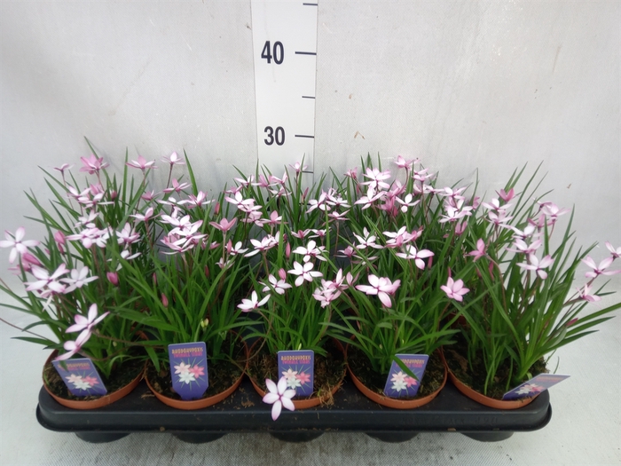 Rhodohypoxis   ...