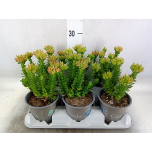 Crassula coccinea