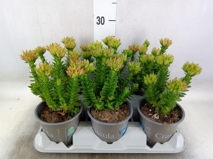 <h4>Crassula coccinea</h4>