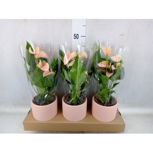 Anthurium andr. 'Joli Peach'