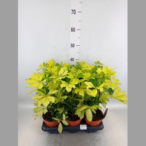 Schefflera arbor. 'Melanie'