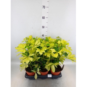 Schefflera arbor. 'Melanie'