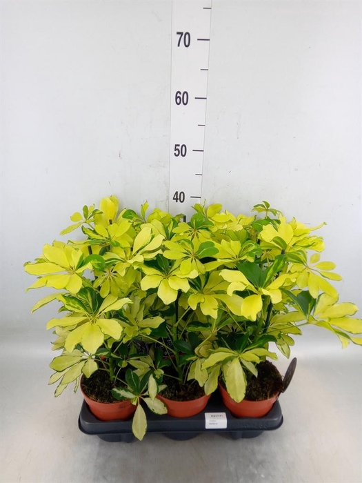 <h4>Schefflera arbor. 'Melanie'</h4>