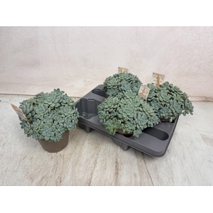 SEDUM OVERIG