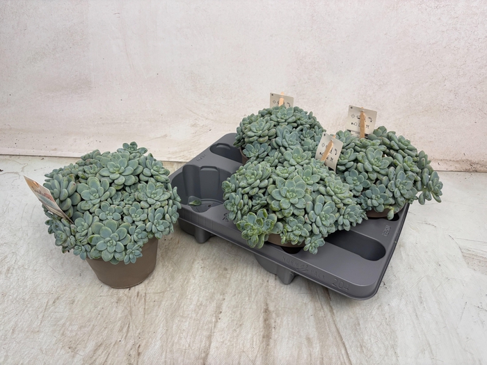 <h4>SEDUM OVERIG</h4>