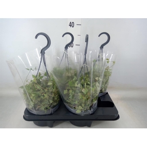 Ceropegia linearis 'Iris'