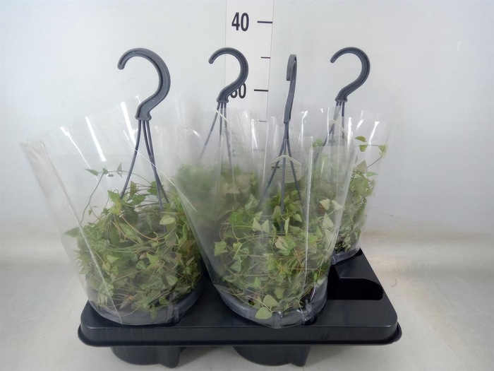 <h4>Ceropegia linearis 'Iris'</h4>