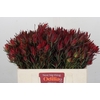 Leucadendron Fireglow Spray