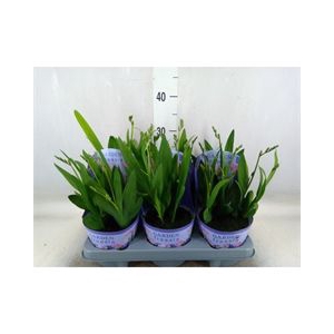 Freesia   ...