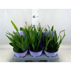 <h4>Freesia   ...</h4>
