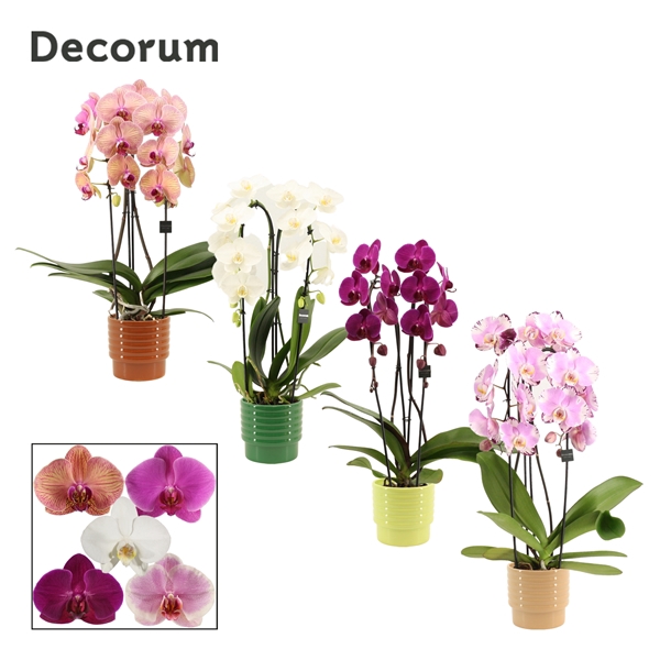 <h4>Phalaenopsis cascade 2 tak mix in Naemi (Natural bubble-collecti</h4>