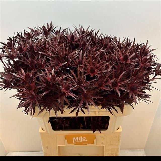 <h4>ERYN PL OV KLB H%</h4>