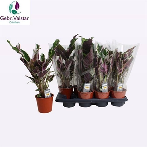 Calathea Fusion White 14Ø 55cm