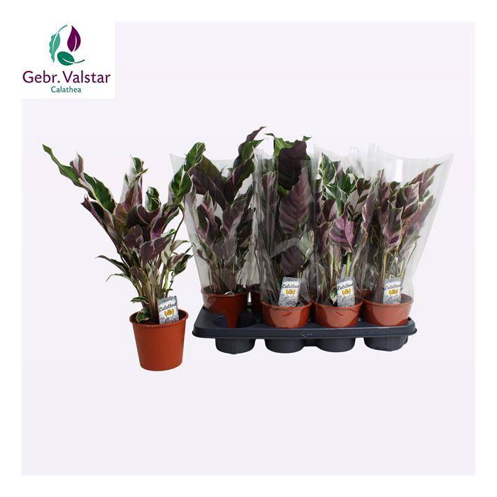 <h4>Calathea Fusion White 14Ø 55cm</h4>