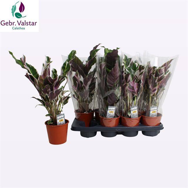 Calathea Fusion White 14Ø 55cm