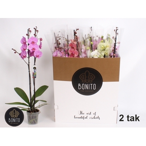 PHAL GEM 9 KL