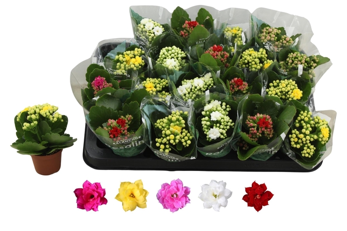 <h4>KAL GE RO GEM 5 KL</h4>