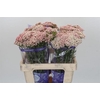 Ozothamnus Cooks Tall Pink