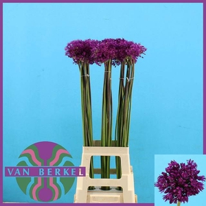 ALLIUM PURPLE SENS