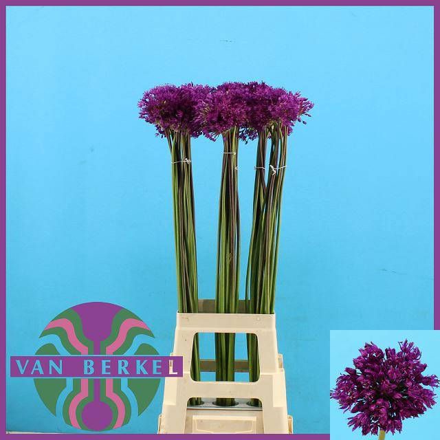 <h4>ALLIUM PURPLE SENS</h4>