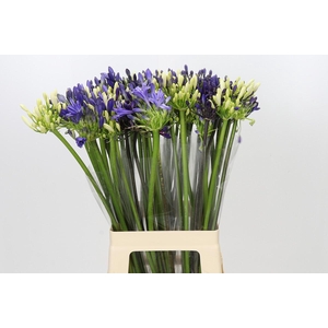 Agapanthus Mix