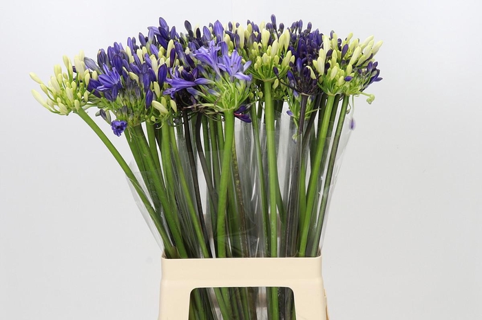 Agapanthus Mix