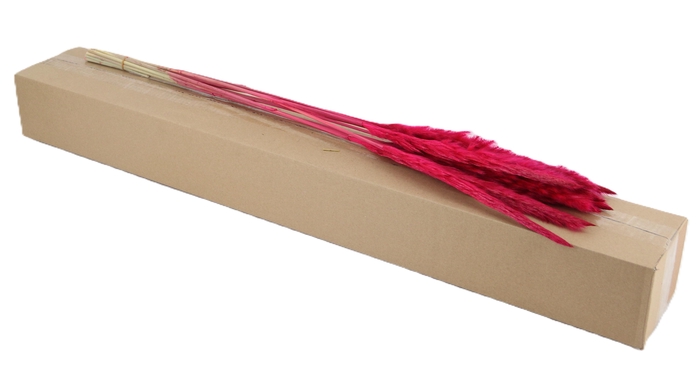<h4>DF Pampas Silvy Cerise</h4>