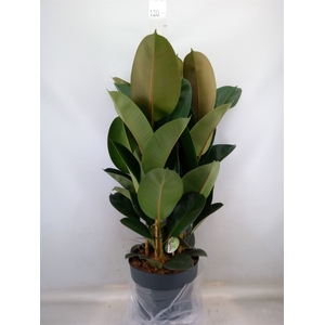 Ficus elastica 'Robusta'