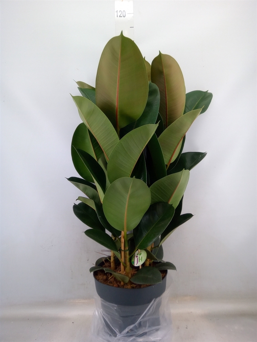 <h4>Ficus elastica 'Robusta'</h4>